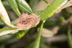 Sand live oak